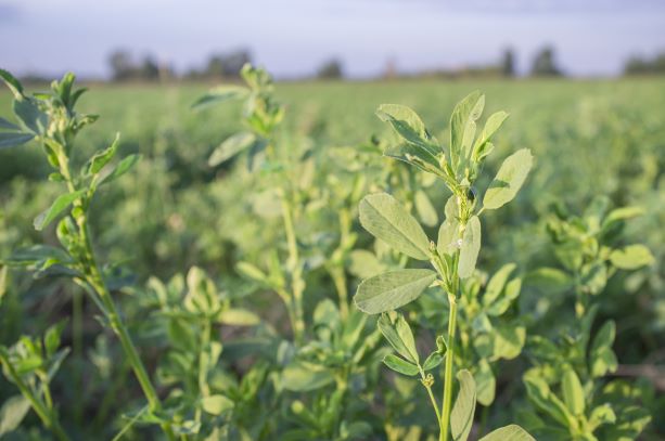 Lucerne crop