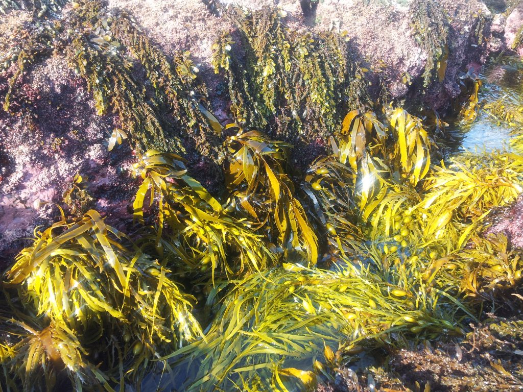 Seaweed