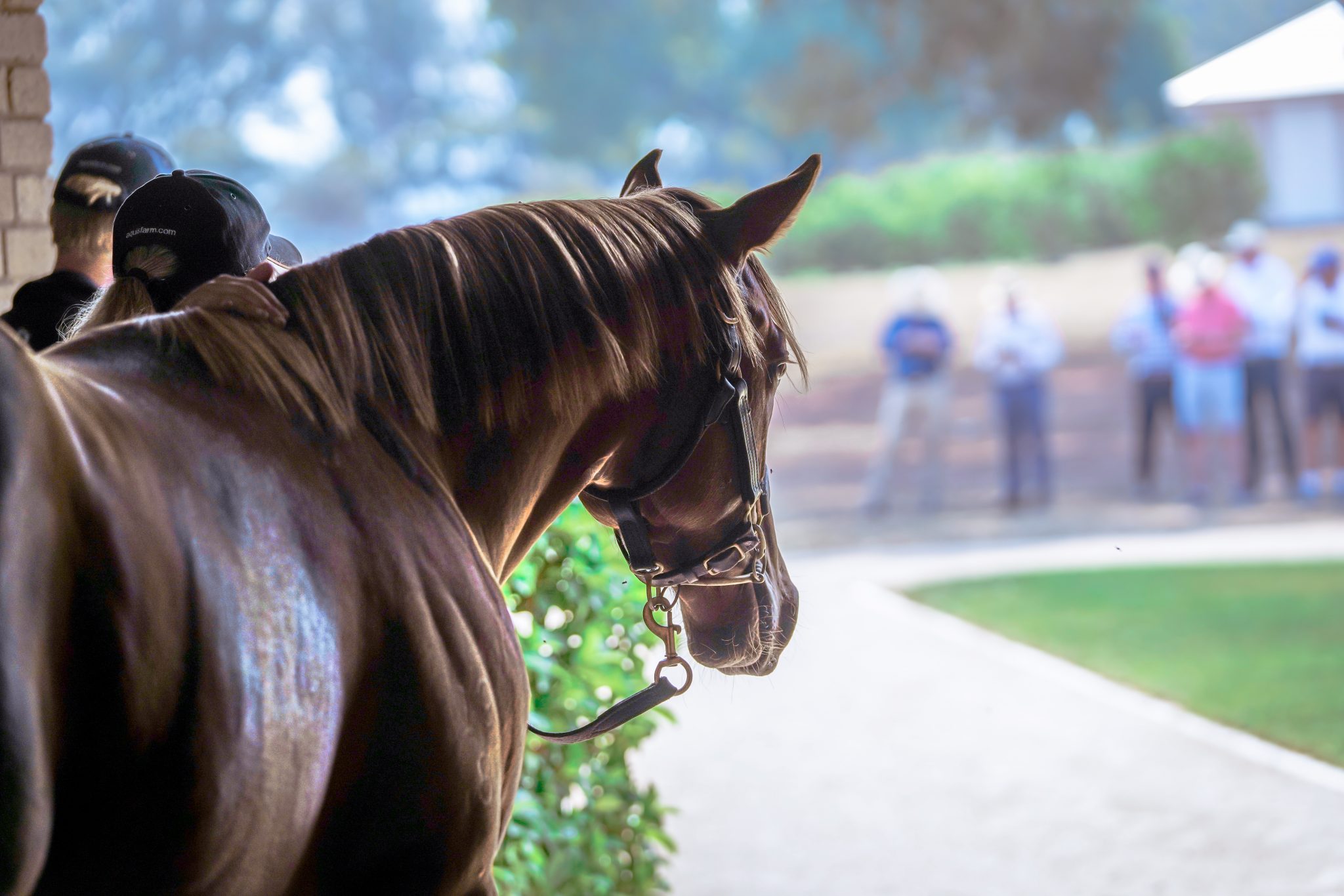 Thoroughbred horse at a racetrack