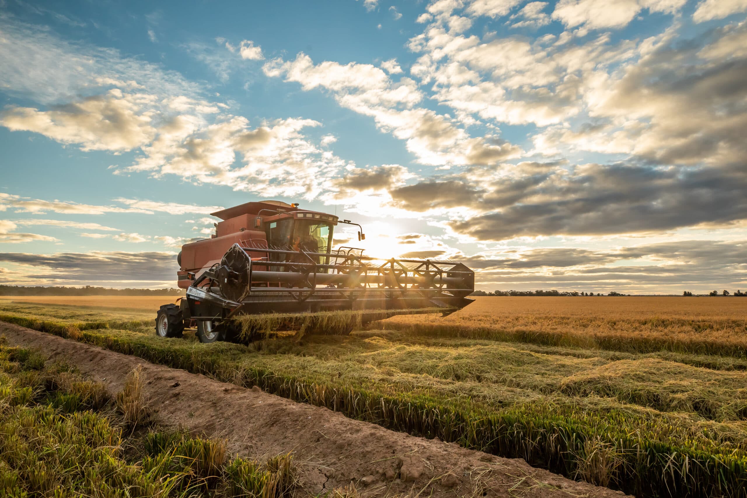 harvester harvesting rice