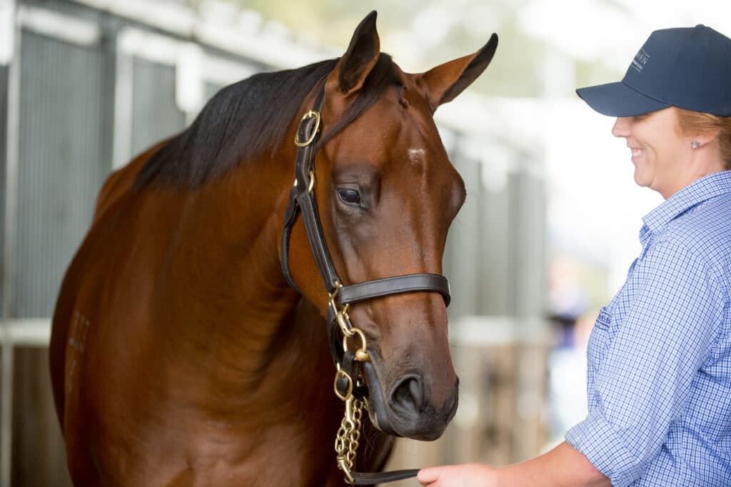 Widden Horse Stud. Photo: Sharon Lee Chapman.