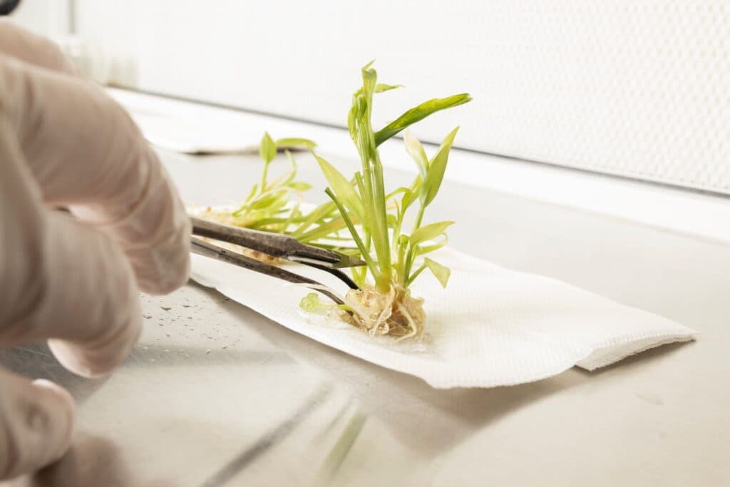 Ginger being examined in a research facility