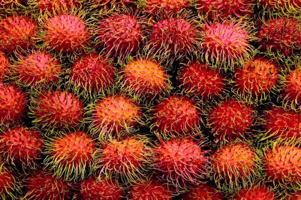 Rambutan