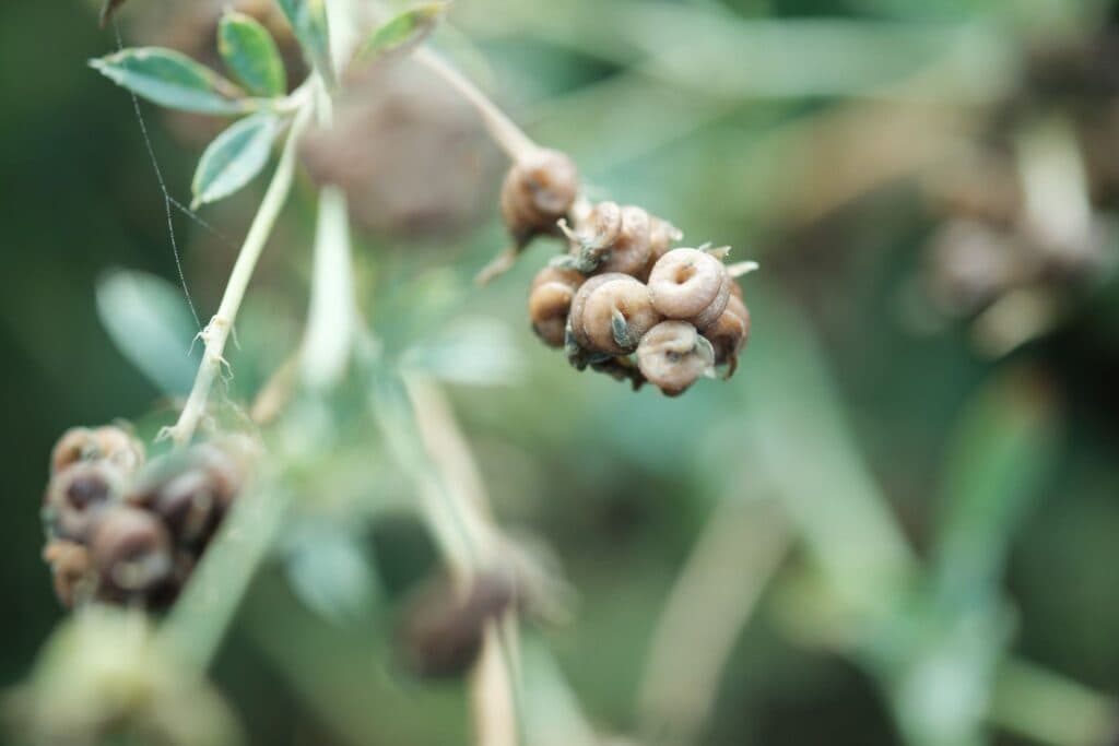 Pasture seeds in field