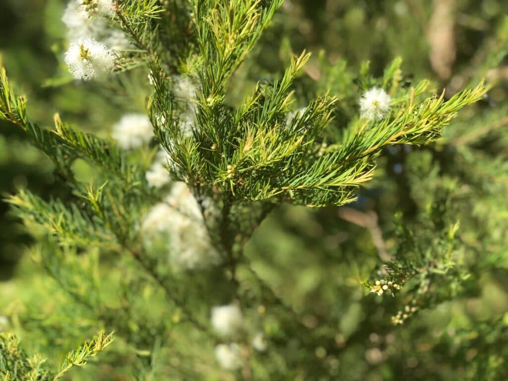 tea tree plant on farm