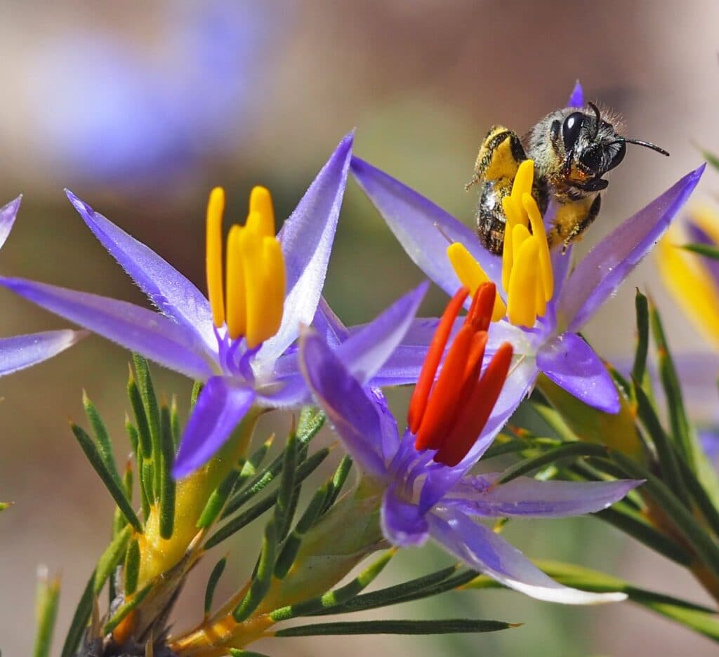 Native bees