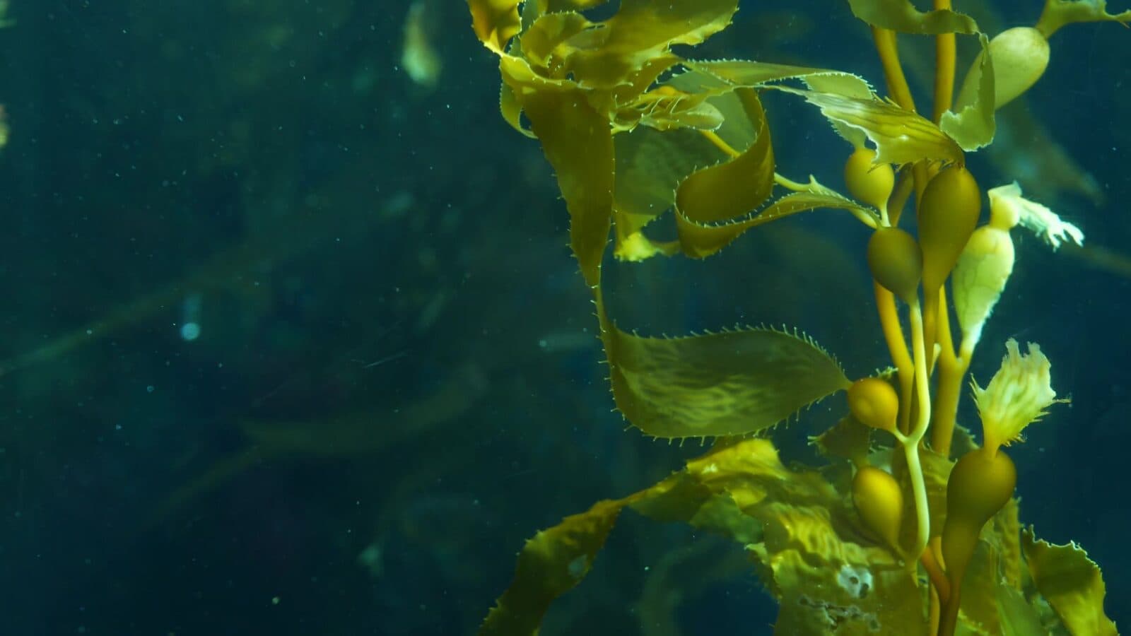 Image of seaweed