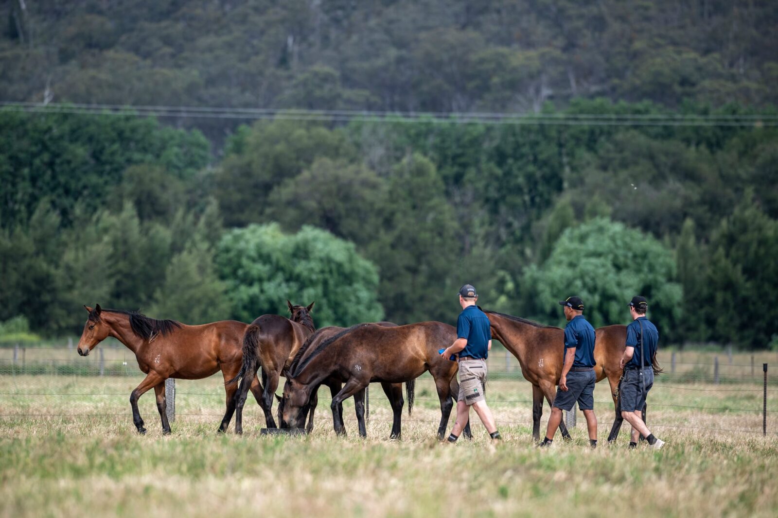 Yearling widden